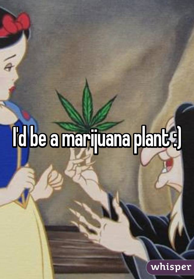 I'd be a marijuana plant :)