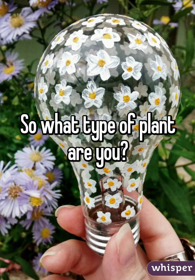 So what type of plant are you?