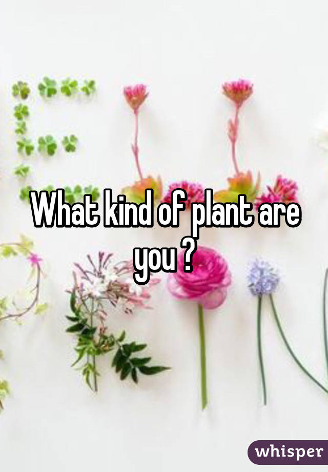 What kind of plant are you ?