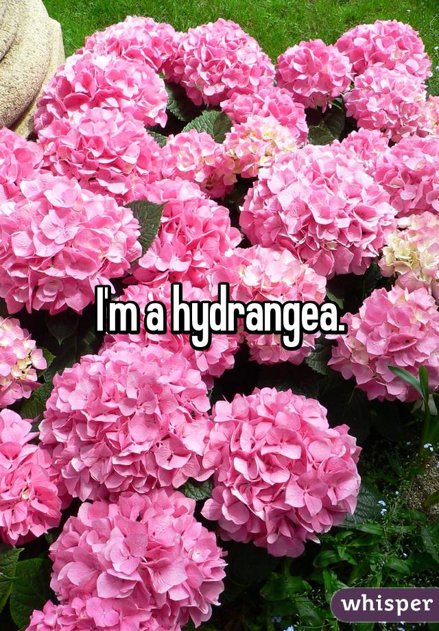 I'm a hydrangea.