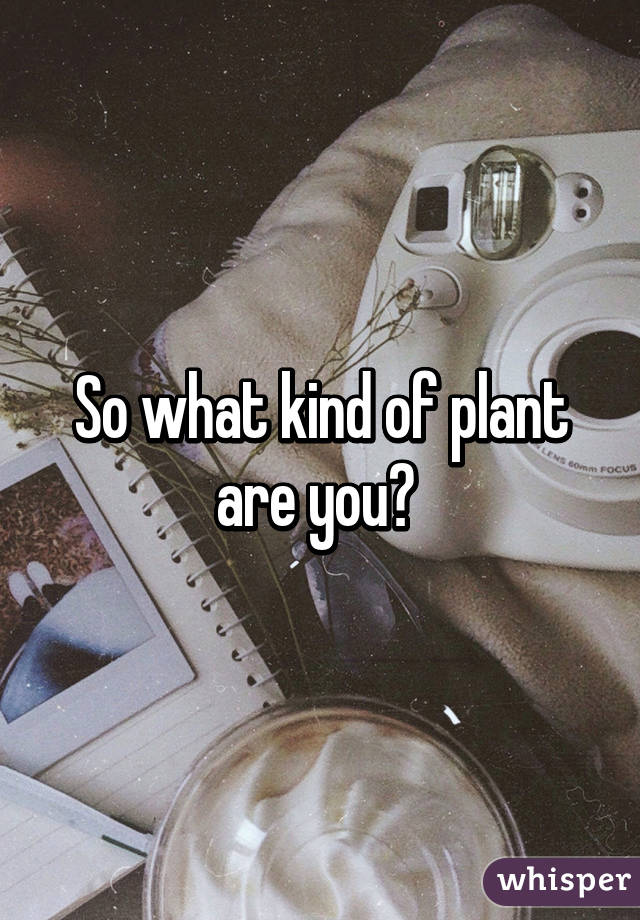 So what kind of plant are you? 