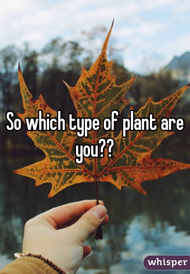 So which type of plant are you??