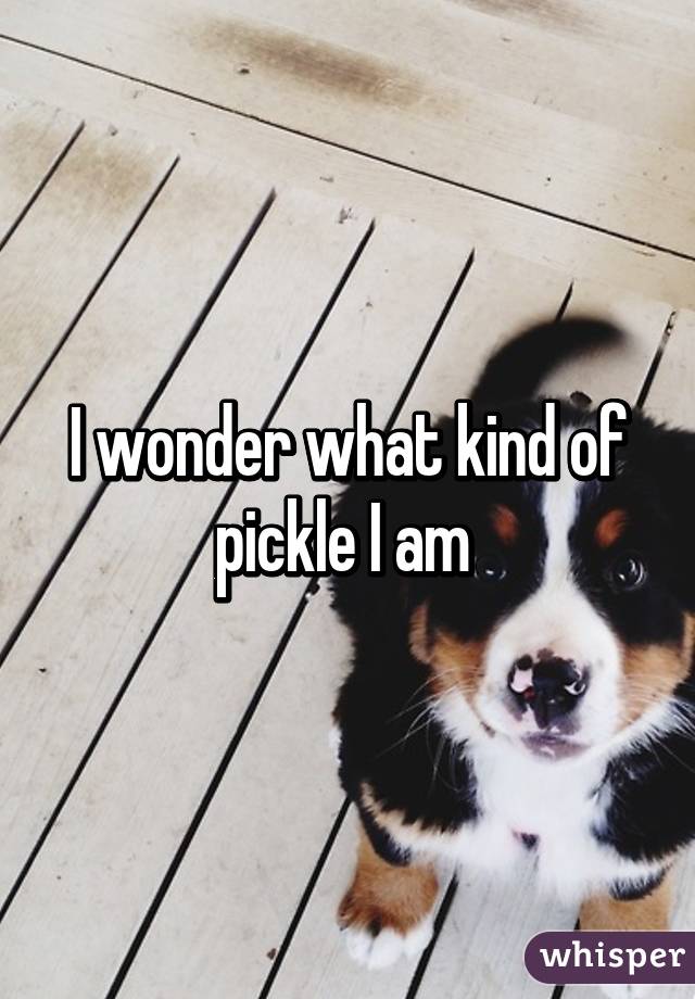 I wonder what kind of pickle I am 