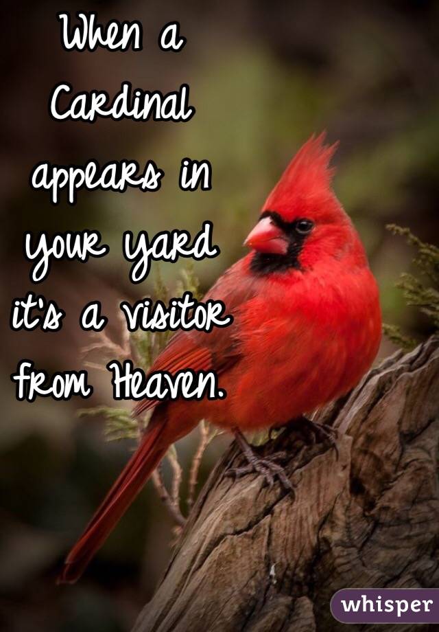 When a
 Cardinal 
appears in
 your yard 
it's a visitor
 from Heaven. 