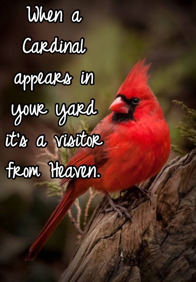 When a Cardinal appears in your yard it's a visitor from ...