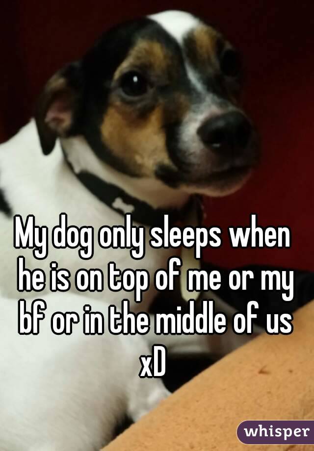 My dog only sleeps when he is on top of me or my bf or in the middle of us xD 