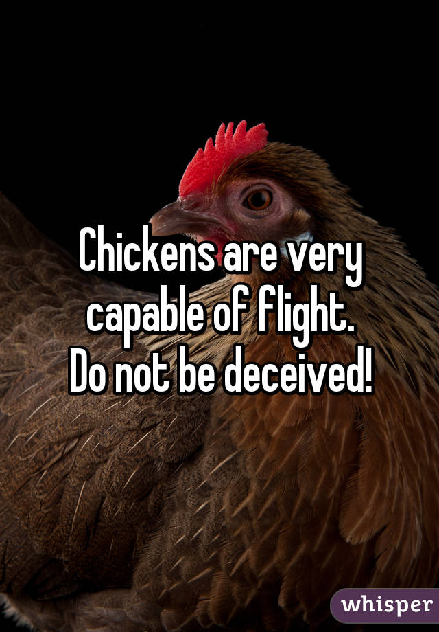 Chickens are very capable of flight.
Do not be deceived!