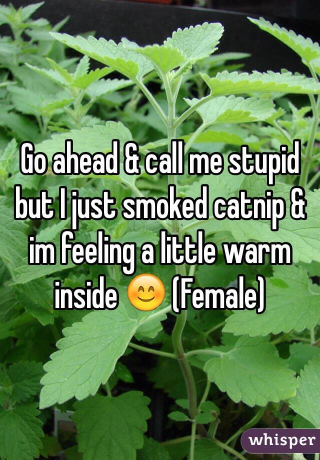 Go ahead & call me stupid but I just smoked catnip & im feeling a little warm inside 😊 (Female)