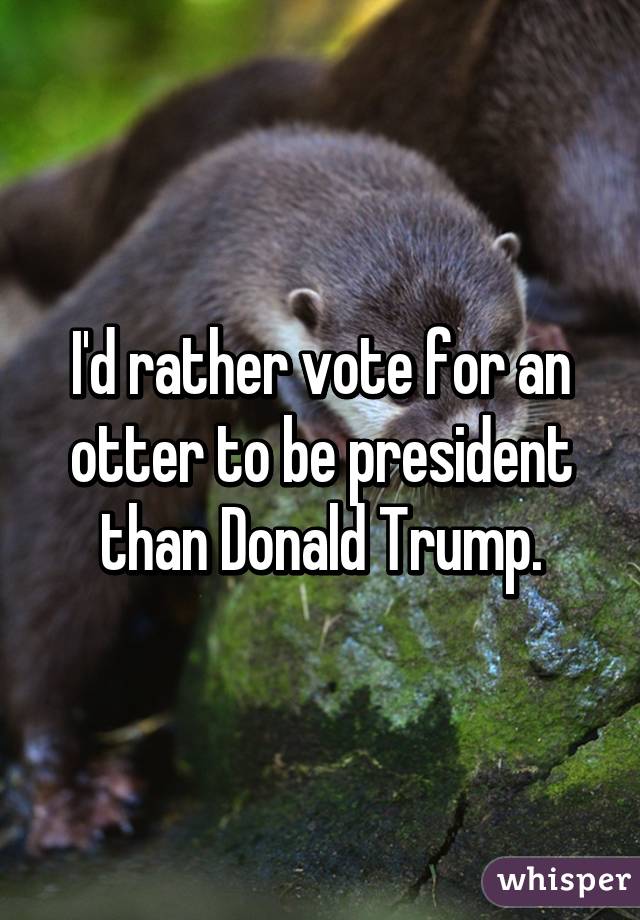 I'd rather vote for an otter to be president than Donald Trump.