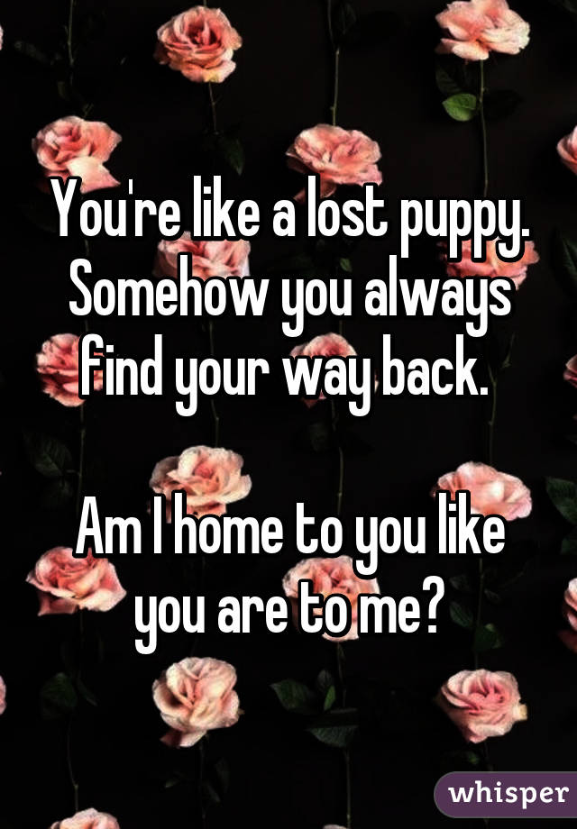 You're like a lost puppy. Somehow you always find your way back. 

Am I home to you like you are to me?