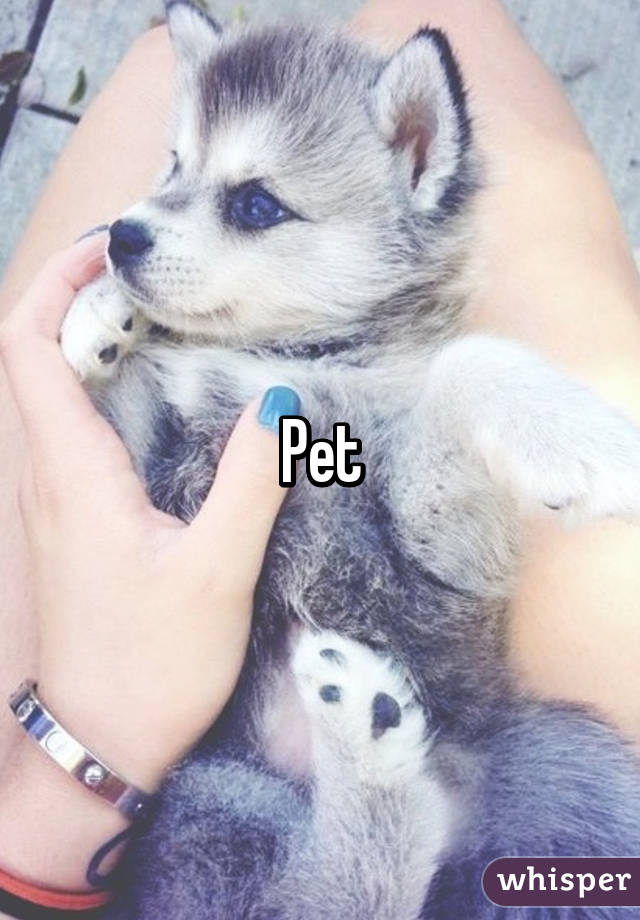 Pet