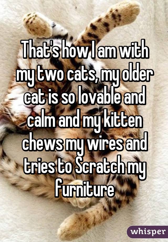 That's how I am with my two cats, my older cat is so lovable and calm and my kitten chews my wires and tries to Scratch my furniture
