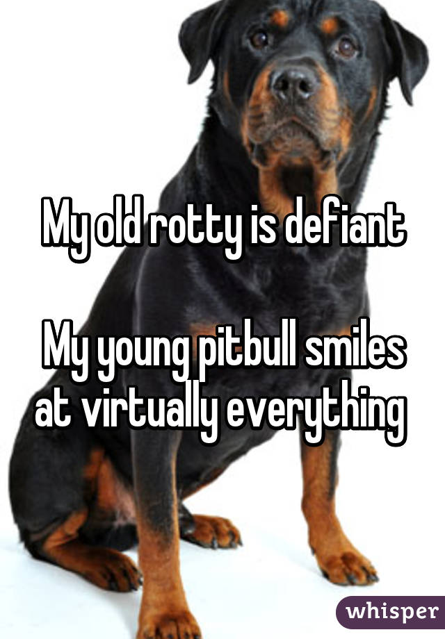 My old rotty is defiant

My young pitbull smiles at virtually everything 