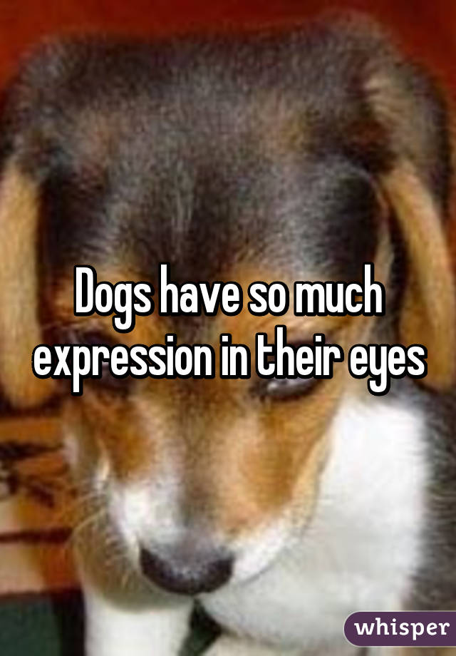 Dogs have so much expression in their eyes