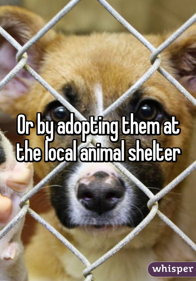 Or by adopting them at the local animal shelter