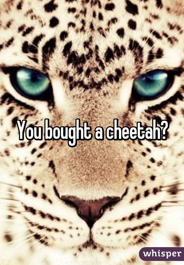 You bought a cheetah?