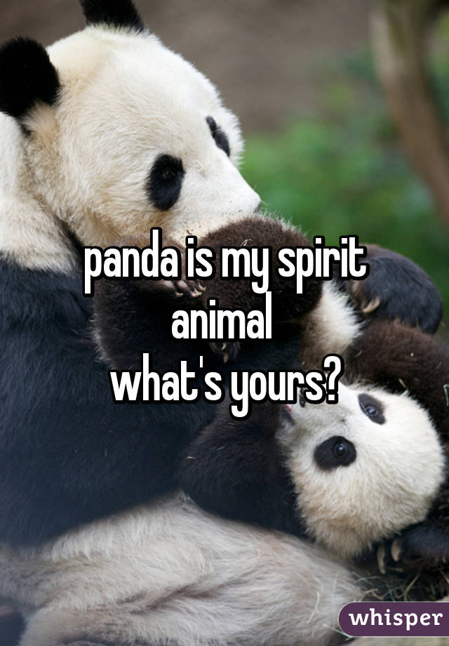 panda is my spirit animal 
what's yours?