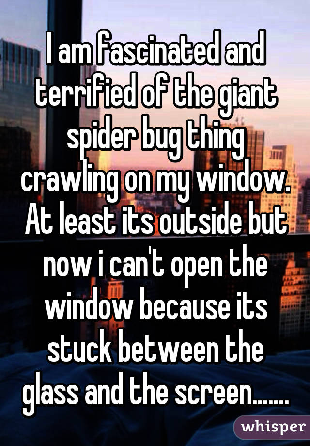 I am fascinated and terrified of the giant spider bug thing crawling on my window. At least its outside but now i can't open the window because its stuck between the glass and the screen.......