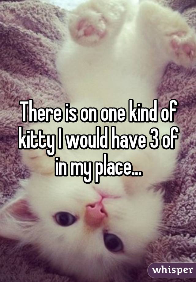 There is on one kind of kitty I would have 3 of in my place...
