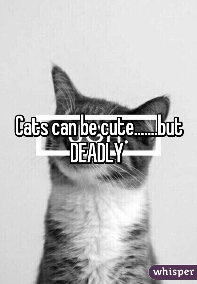 Cats can be cute.......but DEADLY 
