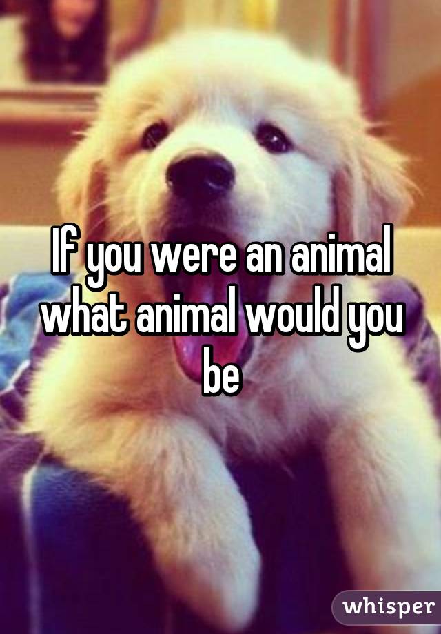 If you were an animal what animal would you be