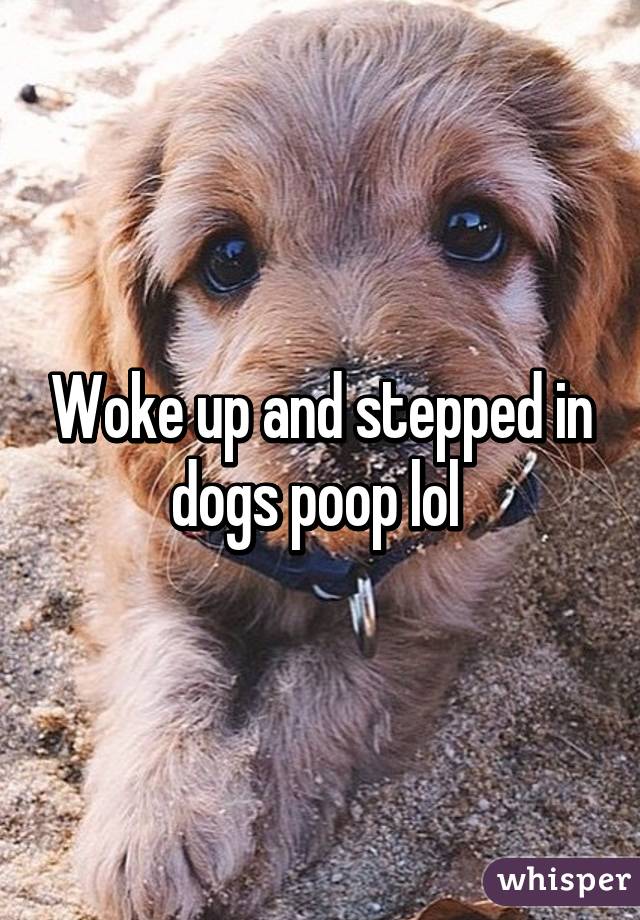 Woke up and stepped in dogs poop lol 