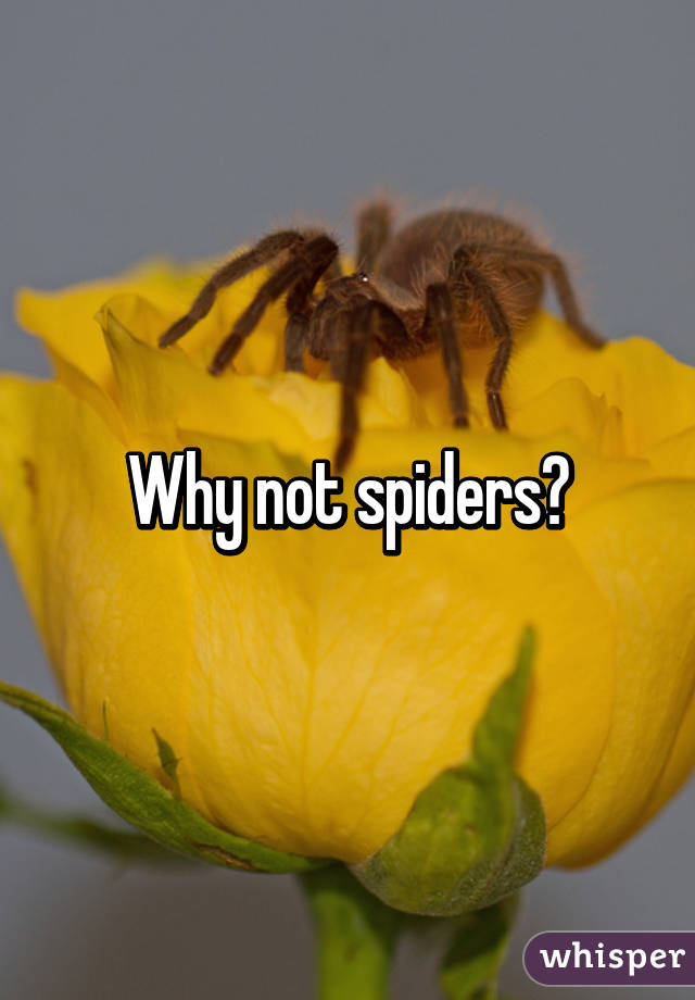 Why not spiders?