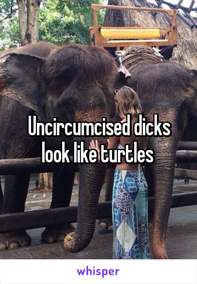 Uncircumcised dicks look like turtles 