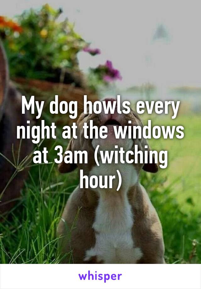 My dog howls every night at the windows at 3am (witching hour)