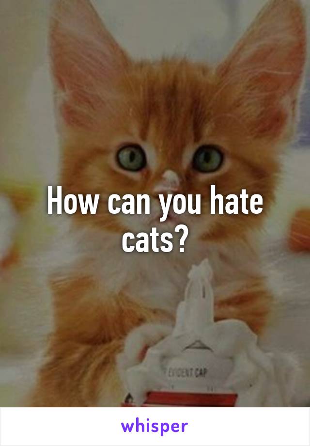 How can you hate cats?