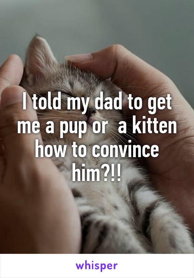 I told my dad to get me a pup or  a kitten how to convince him?!!