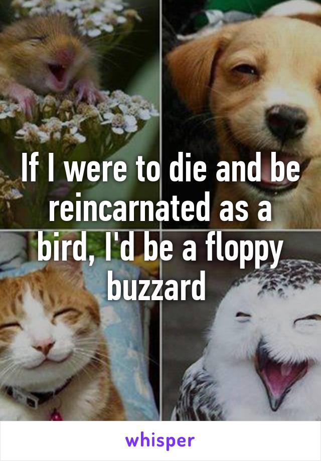 If I were to die and be reincarnated as a bird, I'd be a floppy buzzard 