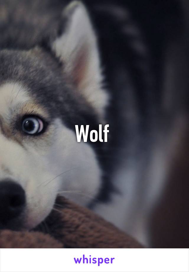 Wolf 