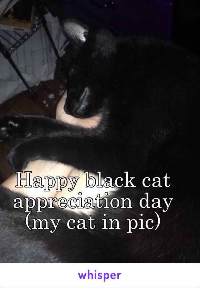 Happy black cat appreciation day (my cat in pic) 