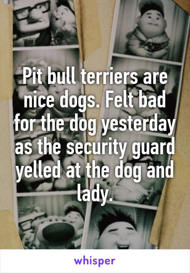 Pit bull terriers are nice dogs. Felt bad for the dog yesterday as the security guard yelled at the dog and lady.