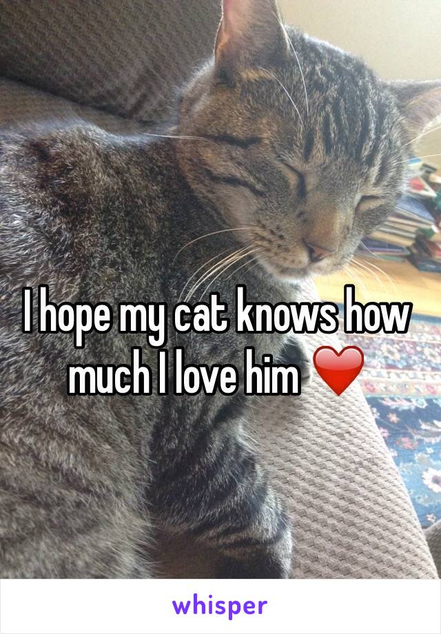 I hope my cat knows how much I love him ❤️