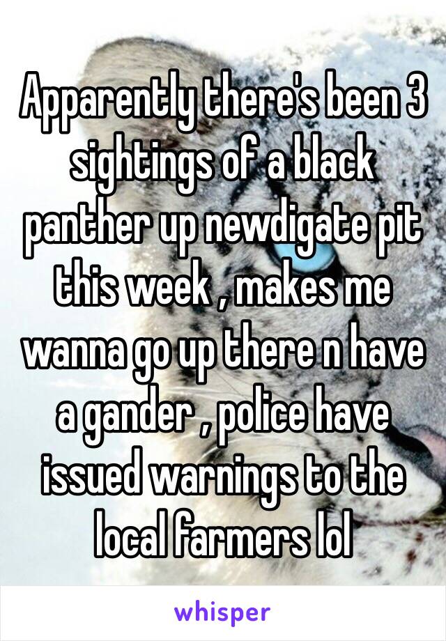 Apparently there's been 3 sightings of a black panther up newdigate pit this week , makes me wanna go up there n have a gander , police have issued warnings to the local farmers lol 