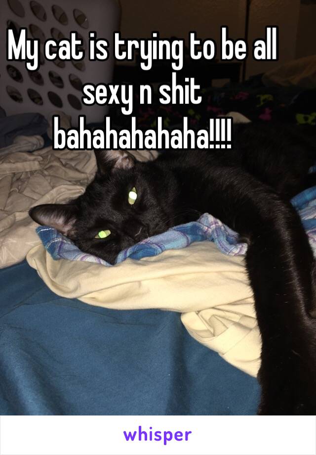 My cat is trying to be all sexy n shit bahahahahaha!!!!