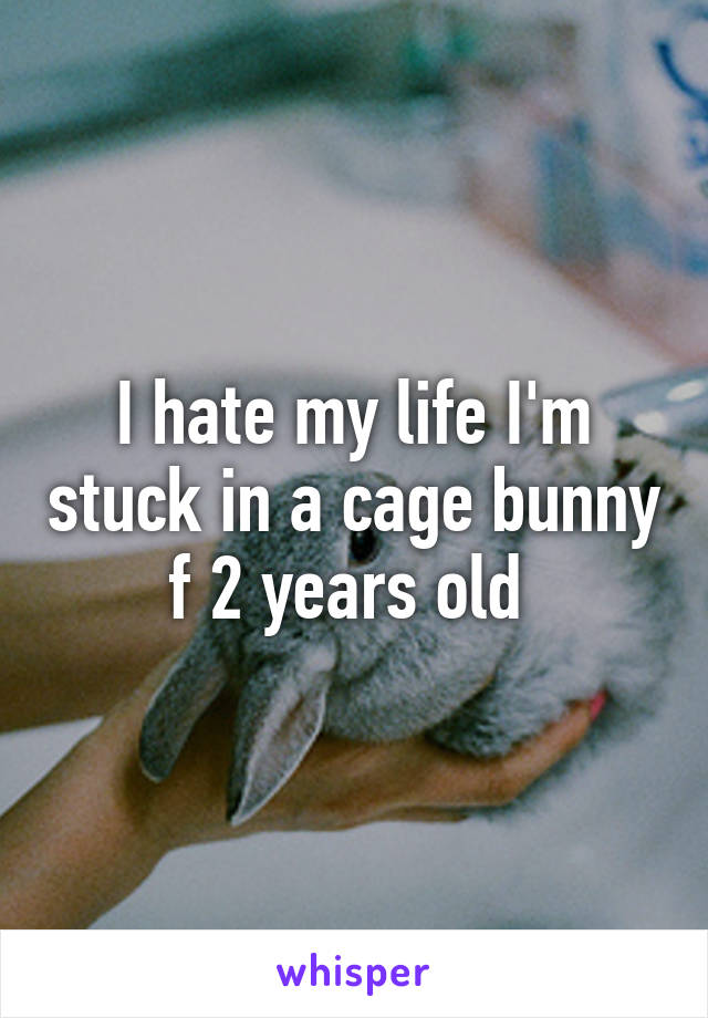 I hate my life I'm stuck in a cage bunny f 2 years old 