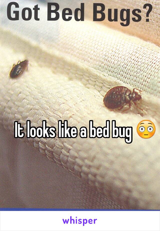 It looks like a bed bug 😳