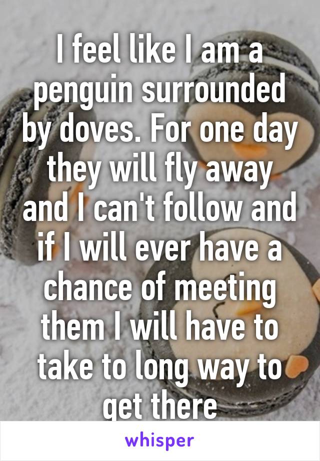 I feel like I am a penguin surrounded by doves. For one day they will fly away and I can't follow and if I will ever have a chance of meeting them I will have to take to long way to get there