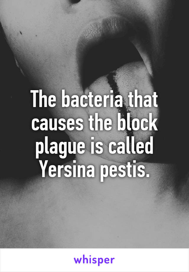 The bacteria that causes the block plague is called Yersina pestis.