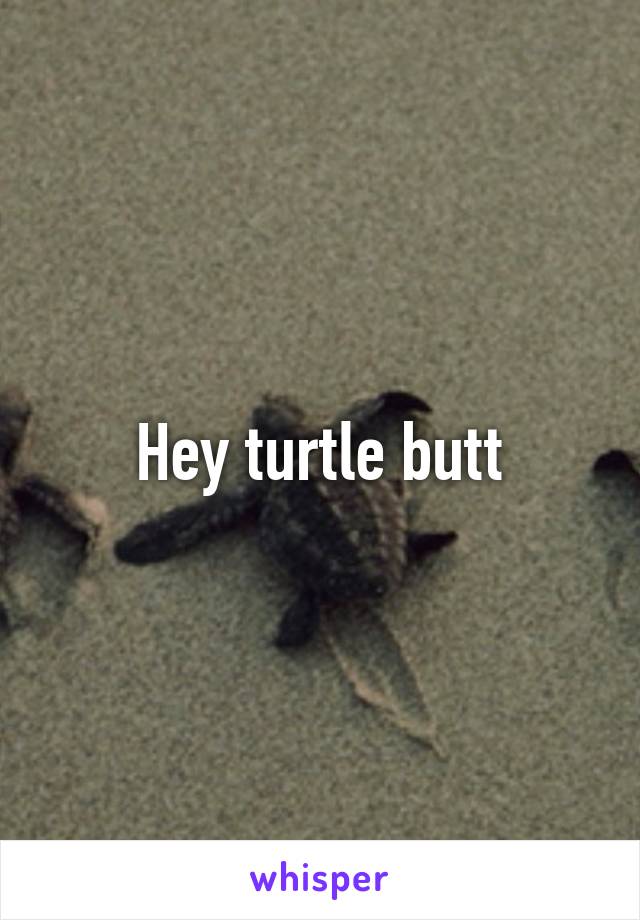 Hey turtle butt