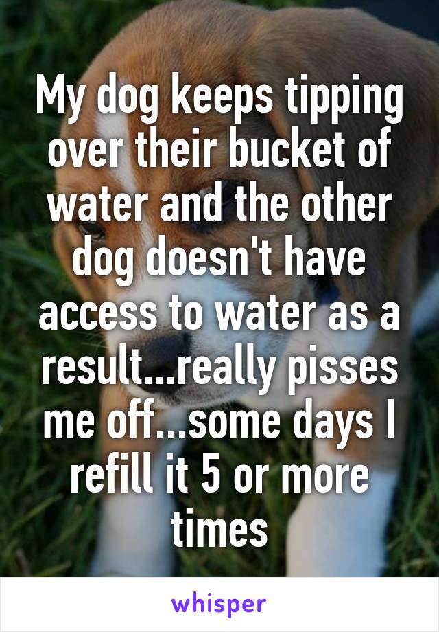 My dog keeps tipping over their bucket of water and the other dog doesn't have access to water as a result...really pisses me off...some days I refill it 5 or more times