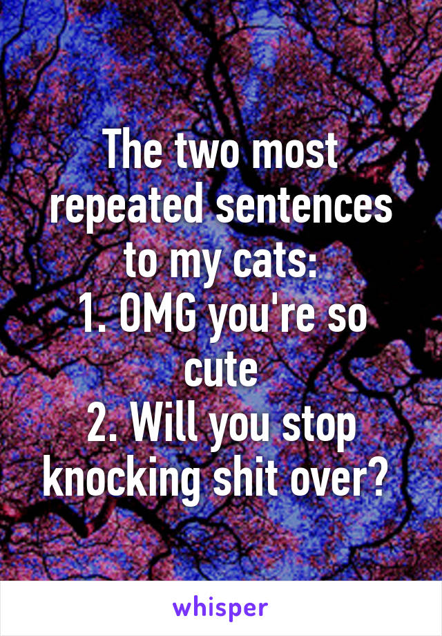 The two most repeated sentences to my cats:
1. OMG you're so cute
2. Will you stop knocking shit over? 