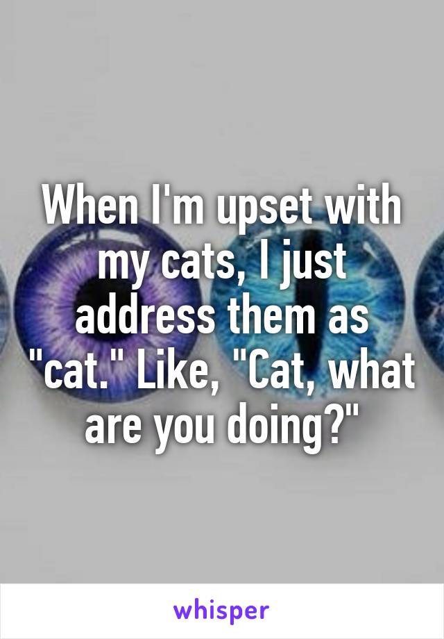 When I'm upset with my cats, I just address them as "cat." Like, "Cat, what are you doing?"