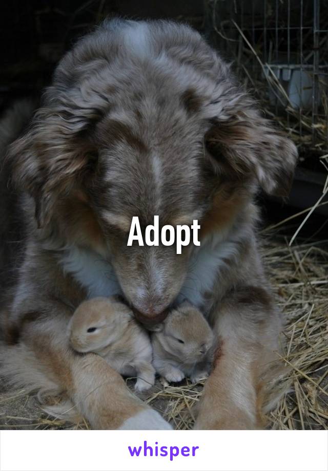 Adopt