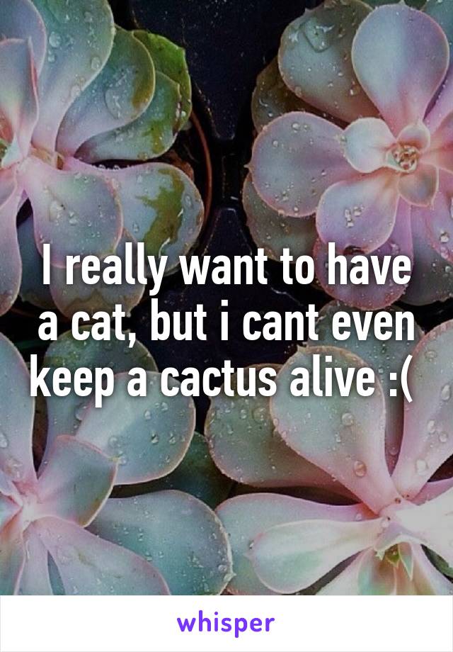 I really want to have a cat, but i cant even keep a cactus alive :( 