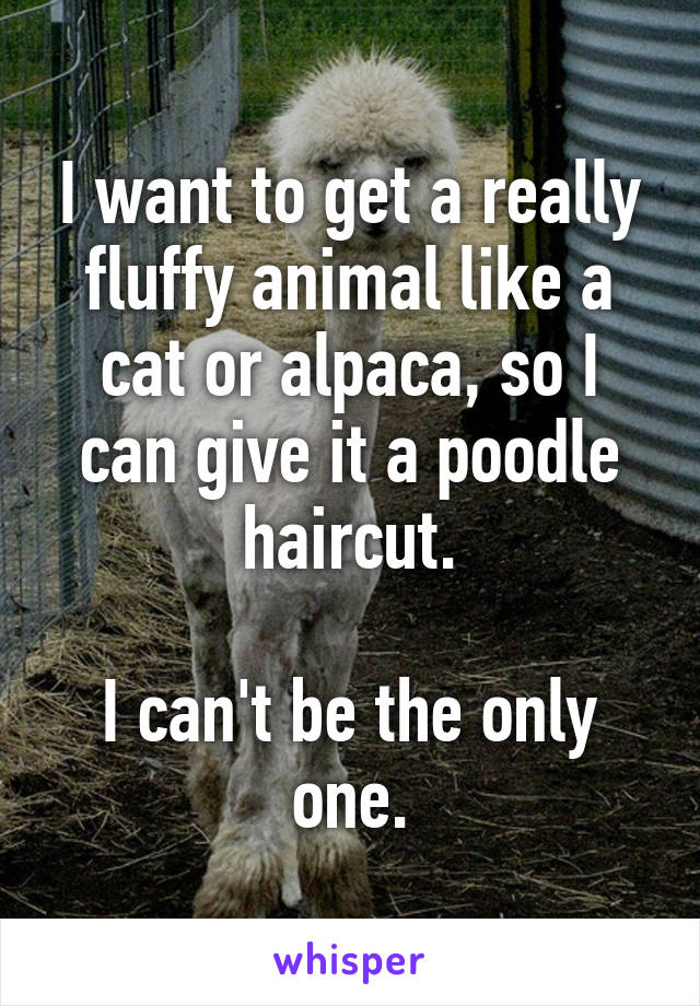 I want to get a really fluffy animal like a cat or alpaca, so I can give it a poodle haircut.

I can't be the only one.