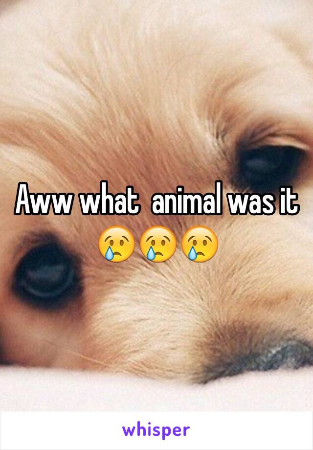 Aww what  animal was it 😢😢😢